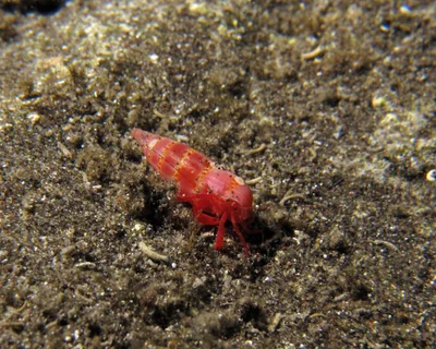 Pagurixus ruber - L'Étang-Salé, RE-PL, RE