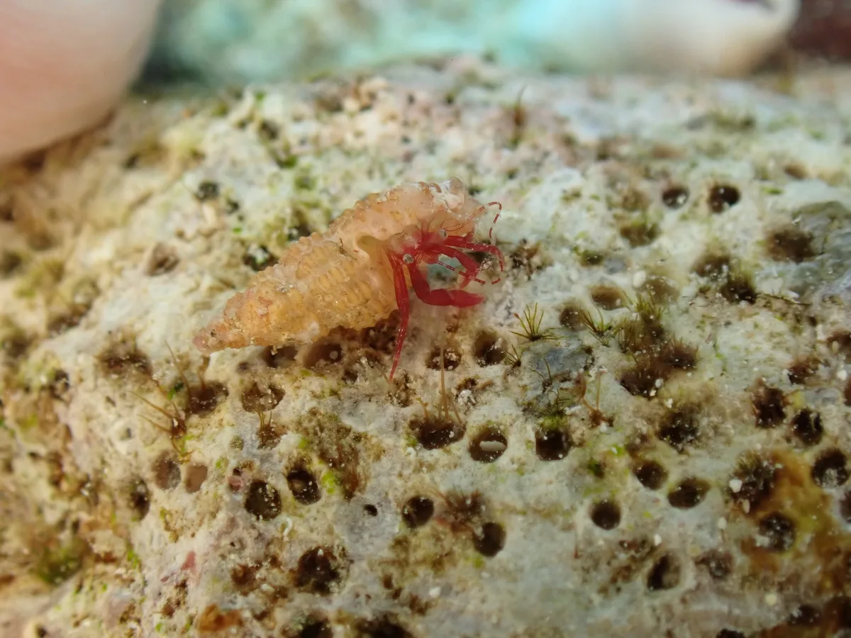 Pagurixus ruber - Guam, 66010