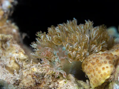 Marionia rubra