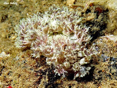 Marionia Rubra