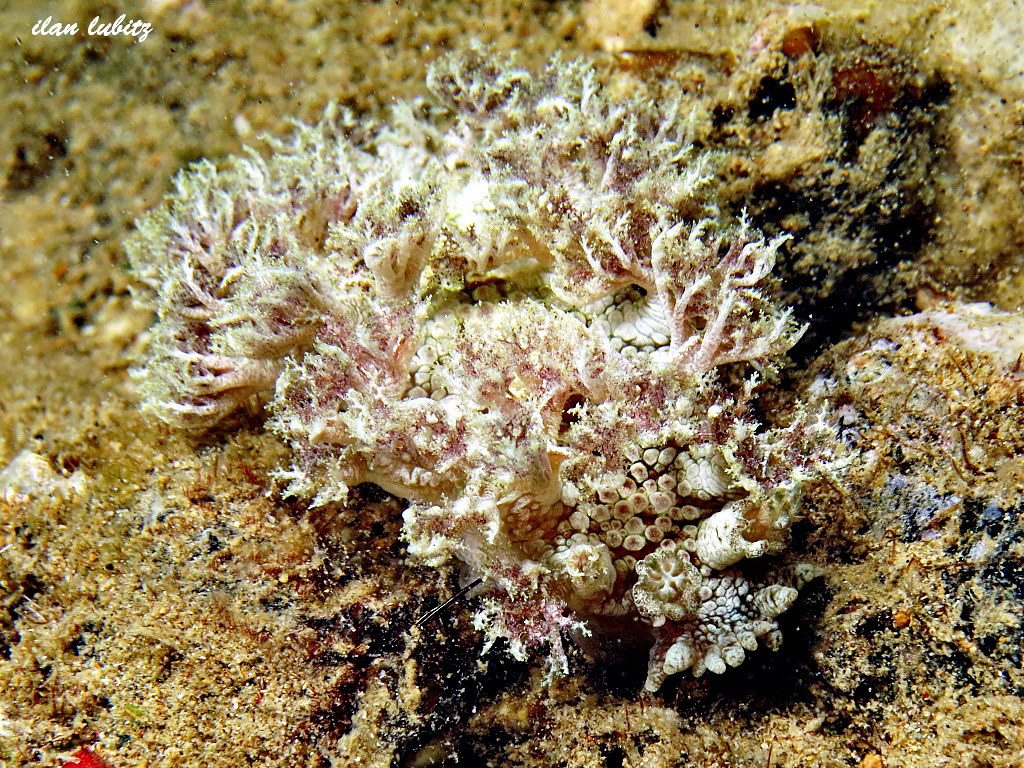 Marionia Rubra