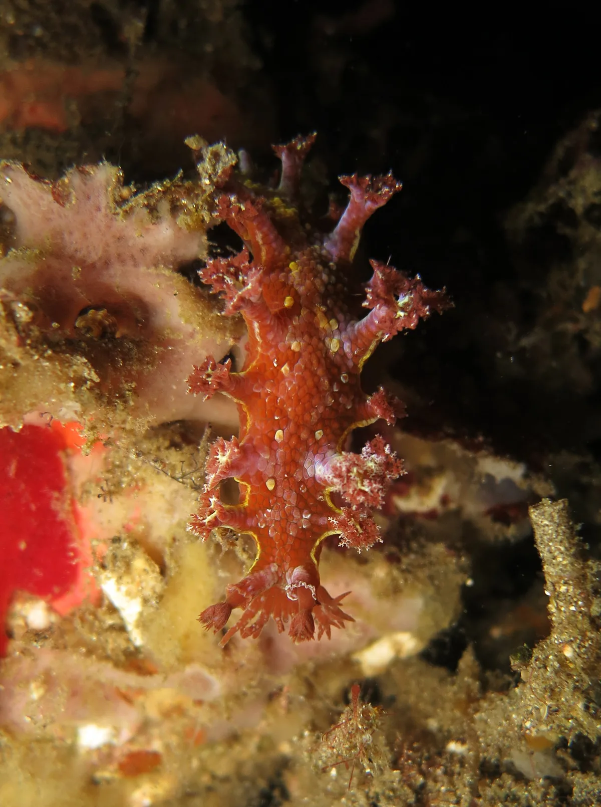 Nudibranch (Marionia rubra)