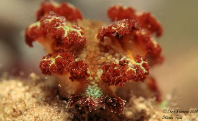 Marionia rubra- Nudibranch of Okinawa