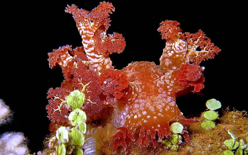 Marionia rubra night shot