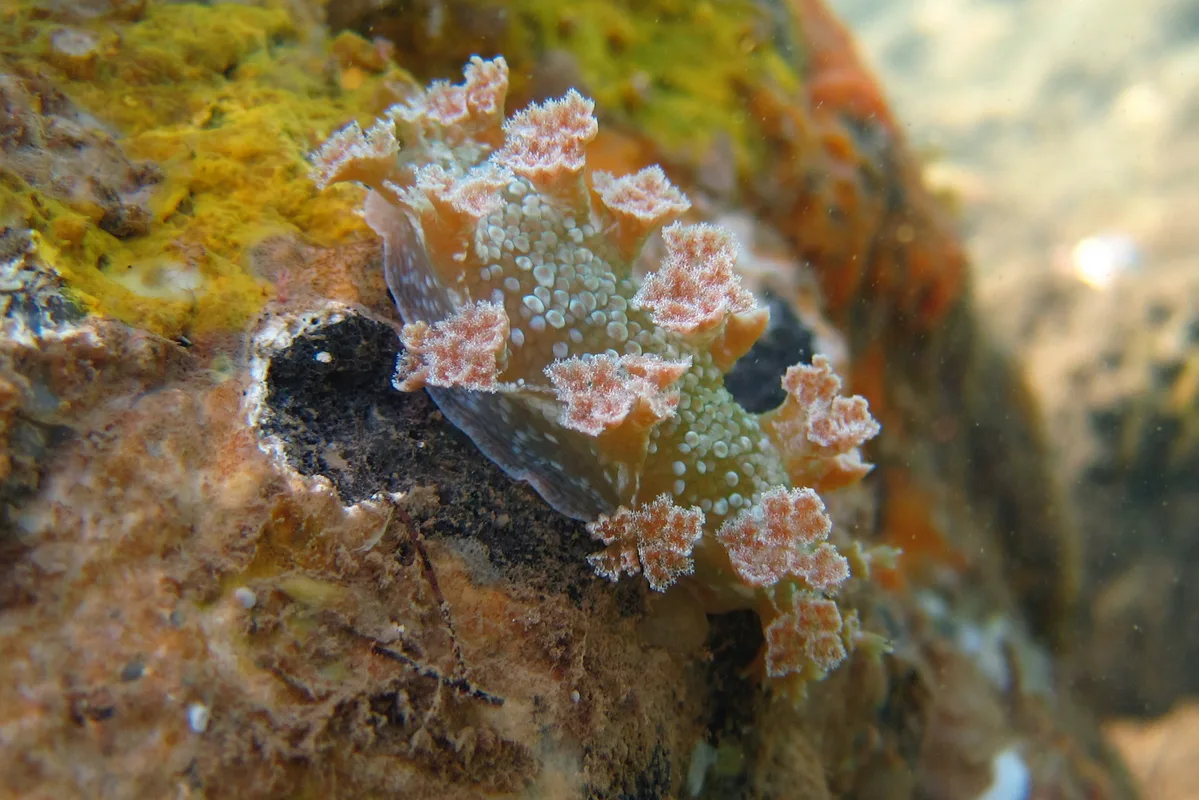 Marionia rubra - Pamandzi, Mayotte
