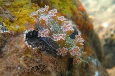 Marionia rubra - Pamandzi, Mayotte