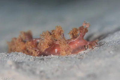 Marionia rubra - Red Sea, Southern District, IL