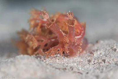 Marionia rubra - Red Sea, Southern District, IL
