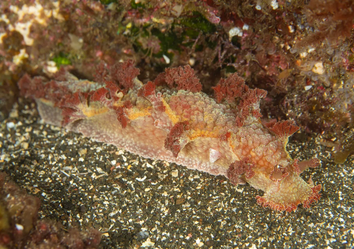 Marionia rubra - Kermadec Islands, Kermadec Islands Marine Reserve, NZ-NO, NZ