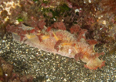 Marionia rubra - Kermadec Islands, Kermadec Islands Marine Reserve, NZ-NO, NZ