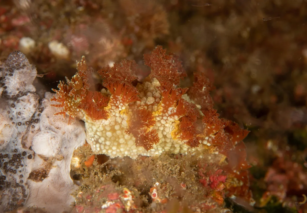 Marionia rubra - Kermadec Islands, Kermadec Islands Marine Reserve, NZ-NO, NZ