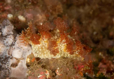 Marionia rubra - Kermadec Islands, Kermadec Islands Marine Reserve, NZ-NO, NZ