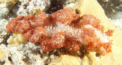 Marionia rubra - Récif île Larégnère - Nouméa