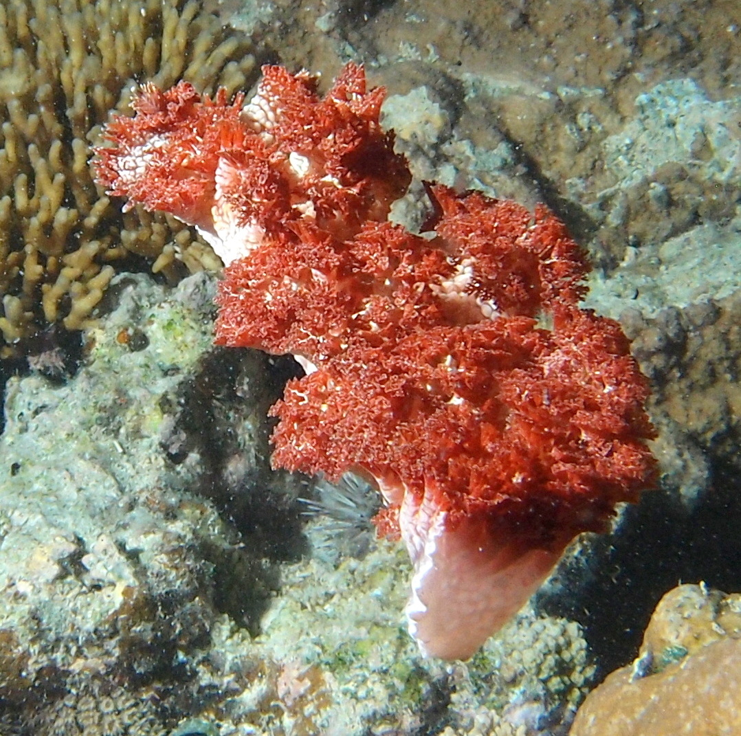 Marionia rubra - Récif île Larégnère - Nouméa