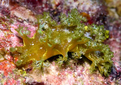 Marionia rubra - Kwajalein Atoll, RMI