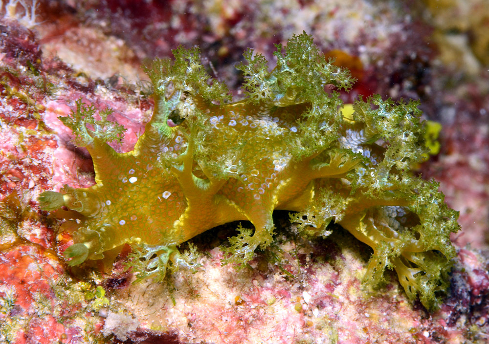 Marionia rubra - Kwajalein Atoll, RMI