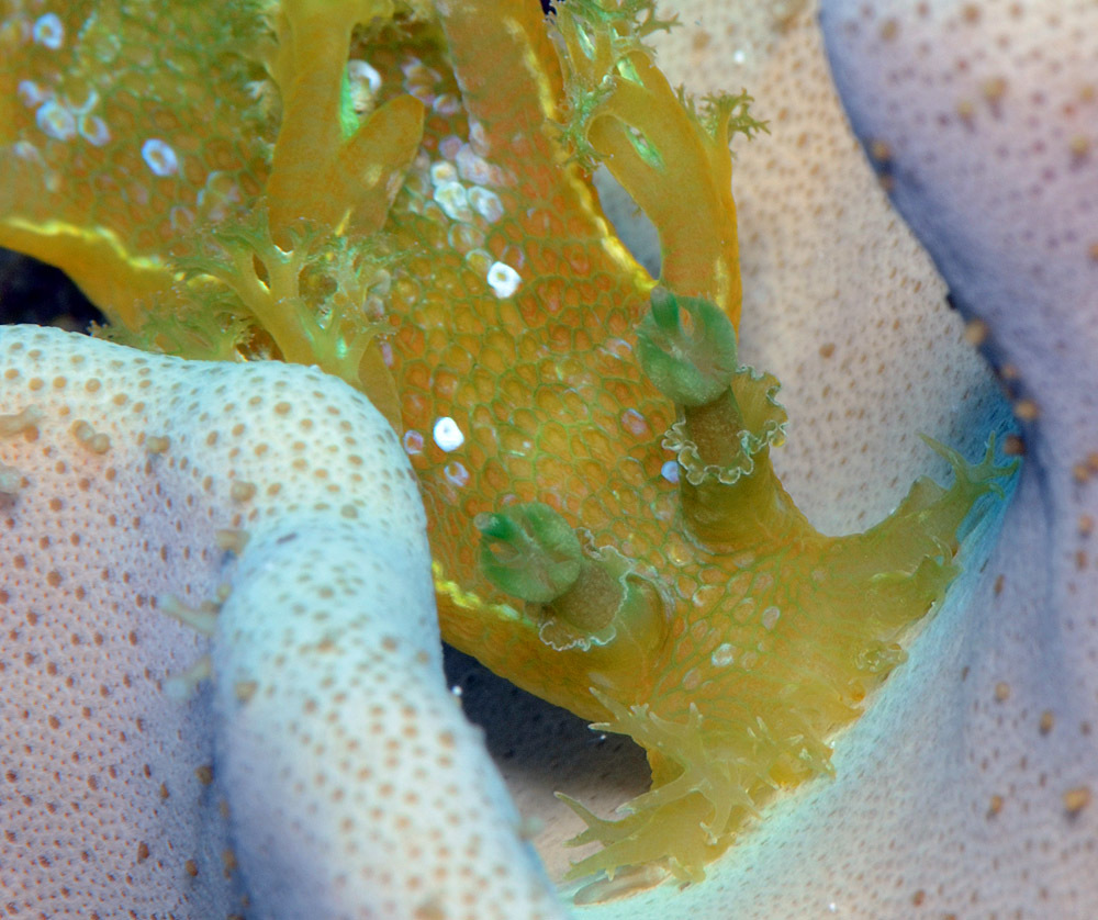 Marionia rubra - Kwajalein Atoll, RMI