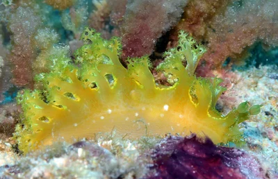 Marionia rubra - Kwajalein Atoll, RMI