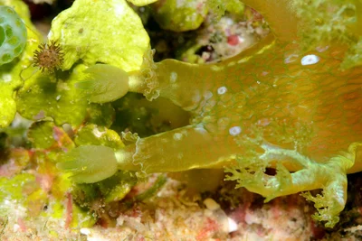 Marionia rubra - Kwajalein Atoll, RMI