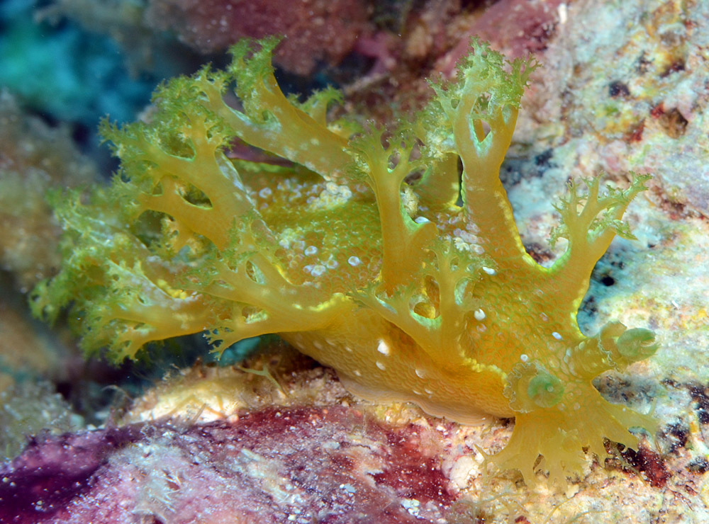 Marionia rubra - Kwajalein Atoll, RMI