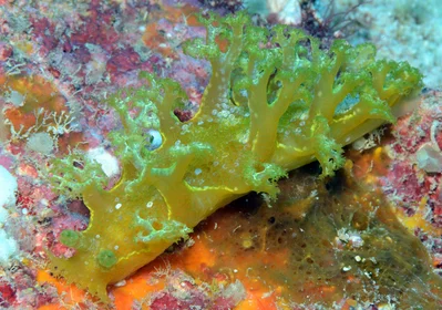Marionia rubra - Kwajalein Atoll, RMI