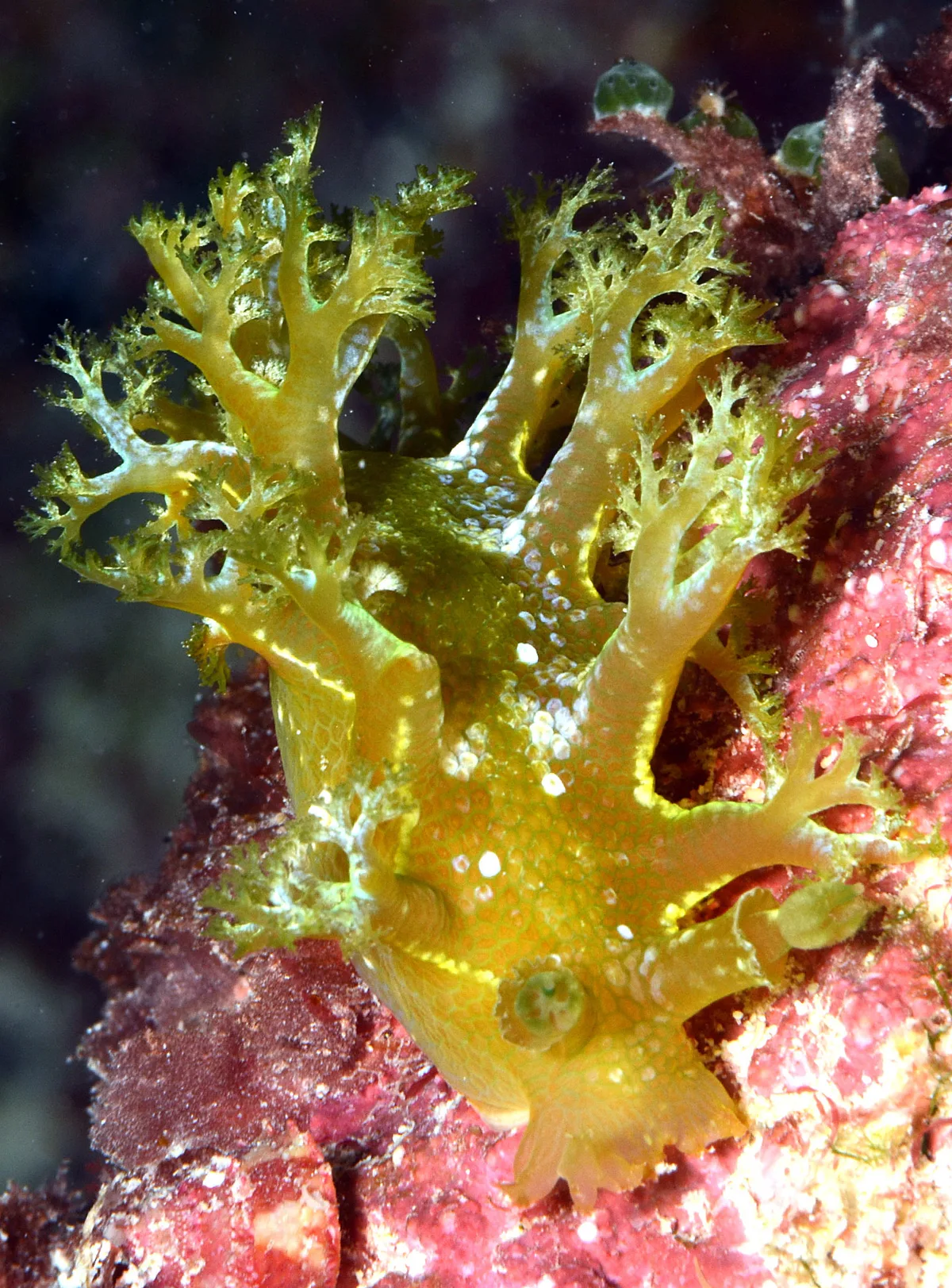 Marionia rubra - Kwajalein Atoll, RMI