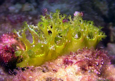 Marionia rubra - Kwajalein Atoll, RMI