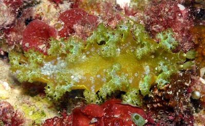 Marionia rubra - Kwajalein Atoll, RMI