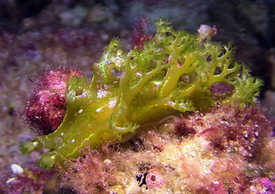 Marionia rubra - Kwajalein Atoll, RMI