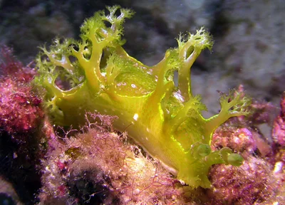 Marionia rubra - Kwajalein Atoll, RMI