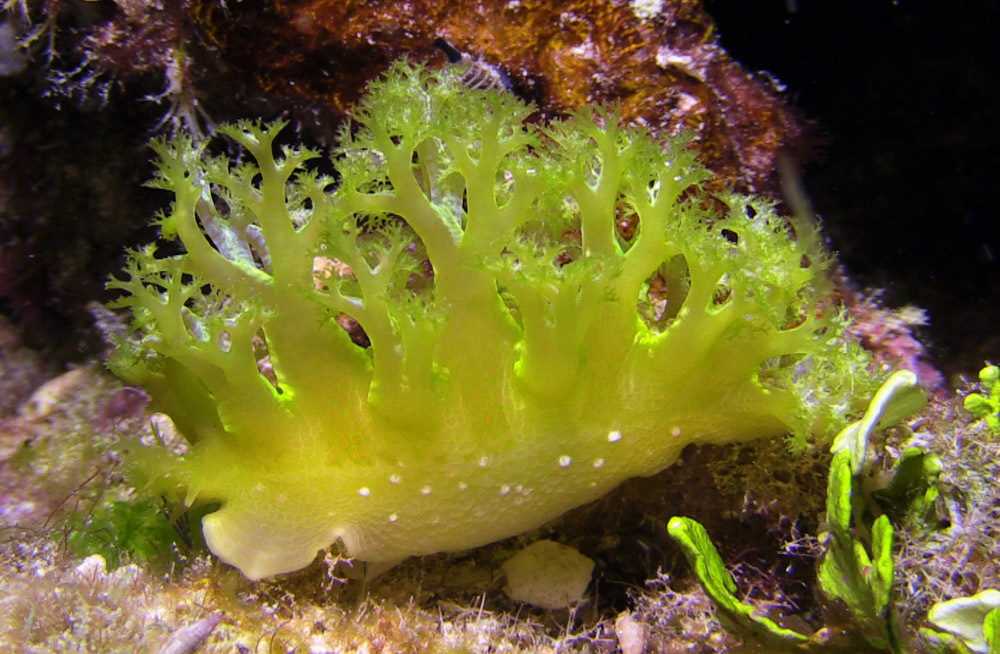 Marionia rubra - Kwajalein Atoll, RMI