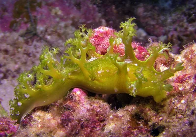 Marionia rubra - Kwajalein Atoll, RMI