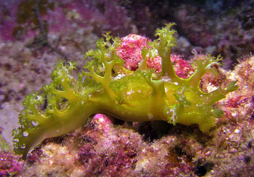 Marionia rubra - Kwajalein Atoll, RMI