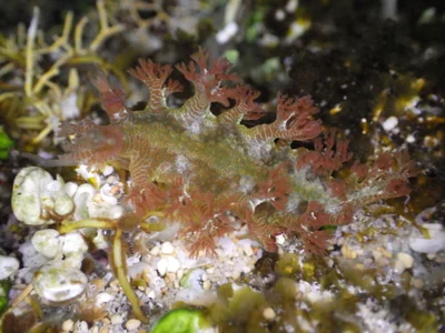 Marionia rubra - Kingston, Norfolk Island