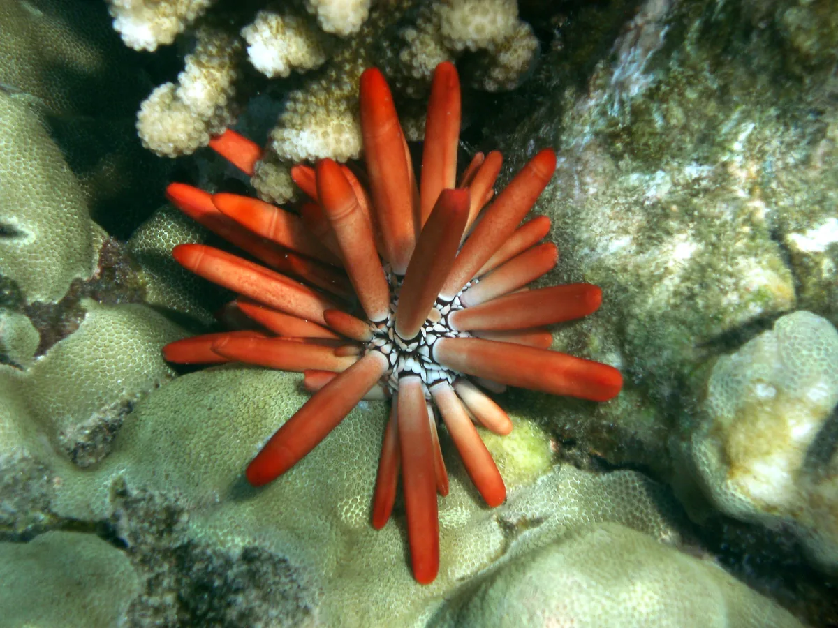 Red Pencil Urchin