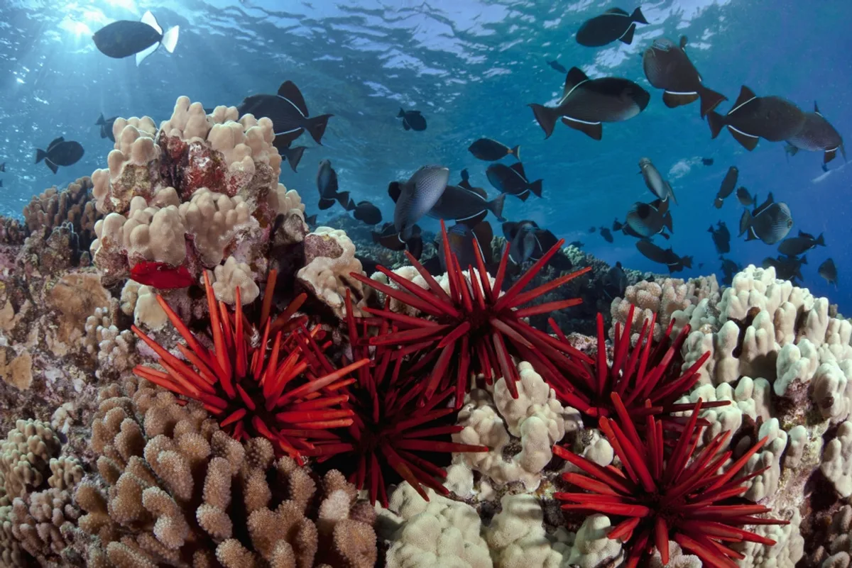 Red Pencil Urchin