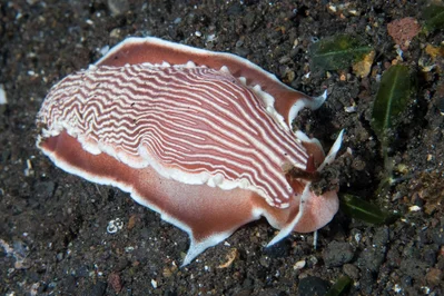 Dematobranchus rubidus