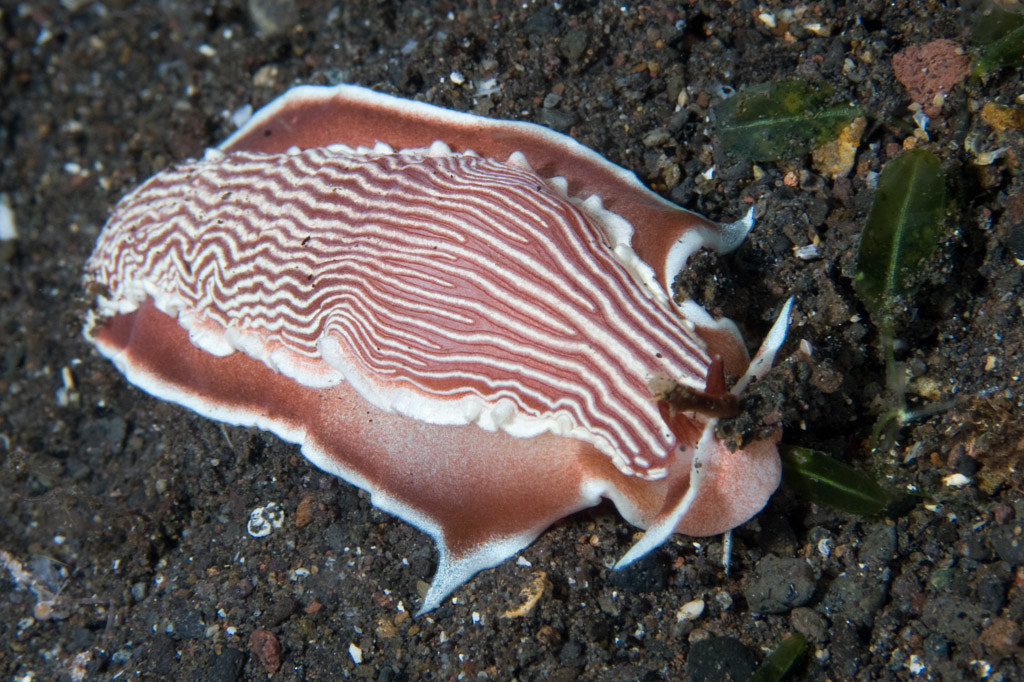 Dematobranchus rubidus