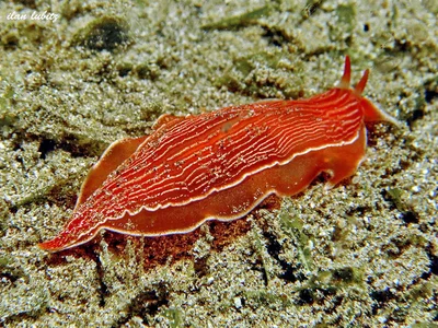 dermatobranchus rubidus