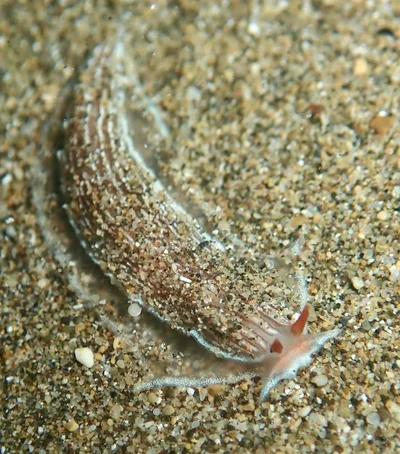 Armina rubida - Wailea, HI, US