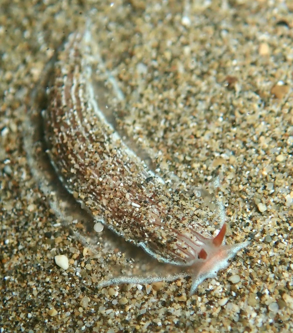 Armina rubida - Wailea, HI, US