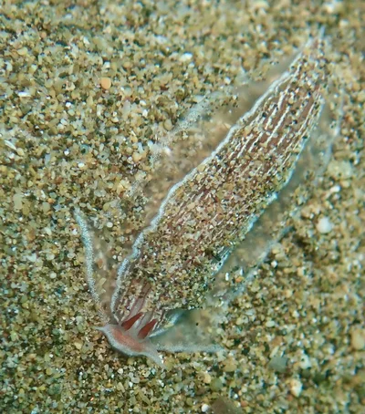 Armina rubida - Wailea, HI, US