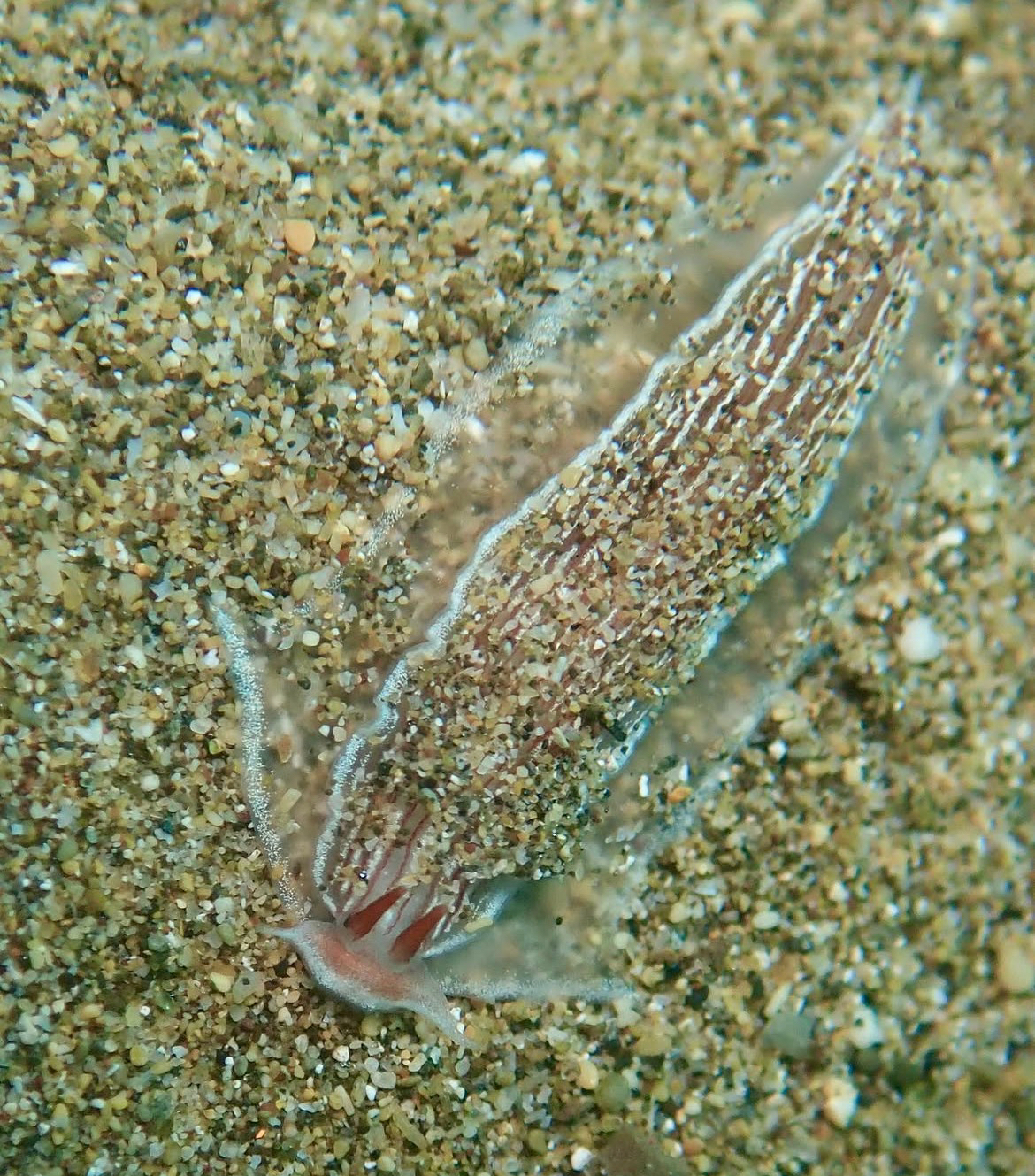 Armina rubida - Wailea, HI, US