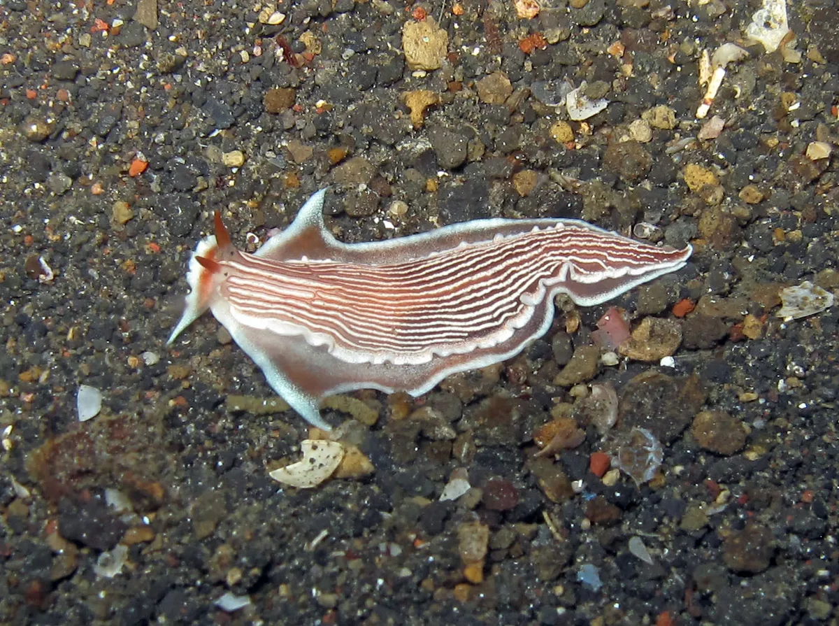 Armina rubida - Lembeh Strait, Indonésie