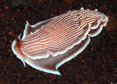 Armina rubida - Tulamben area, Kubu, Karangasem Regency, Bali, Indonesia