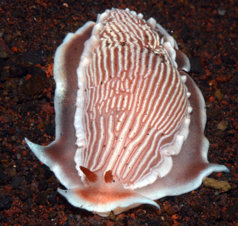 Armina rubida - Tulamben area, Kubu, Karangasem Regency, Bali, Indonesia