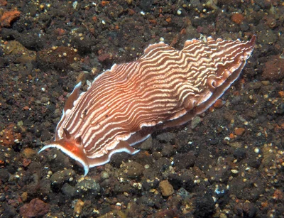 Armina rubida - Tulamben area, Kubu, Karangasem Regency, Bali, Indonesia