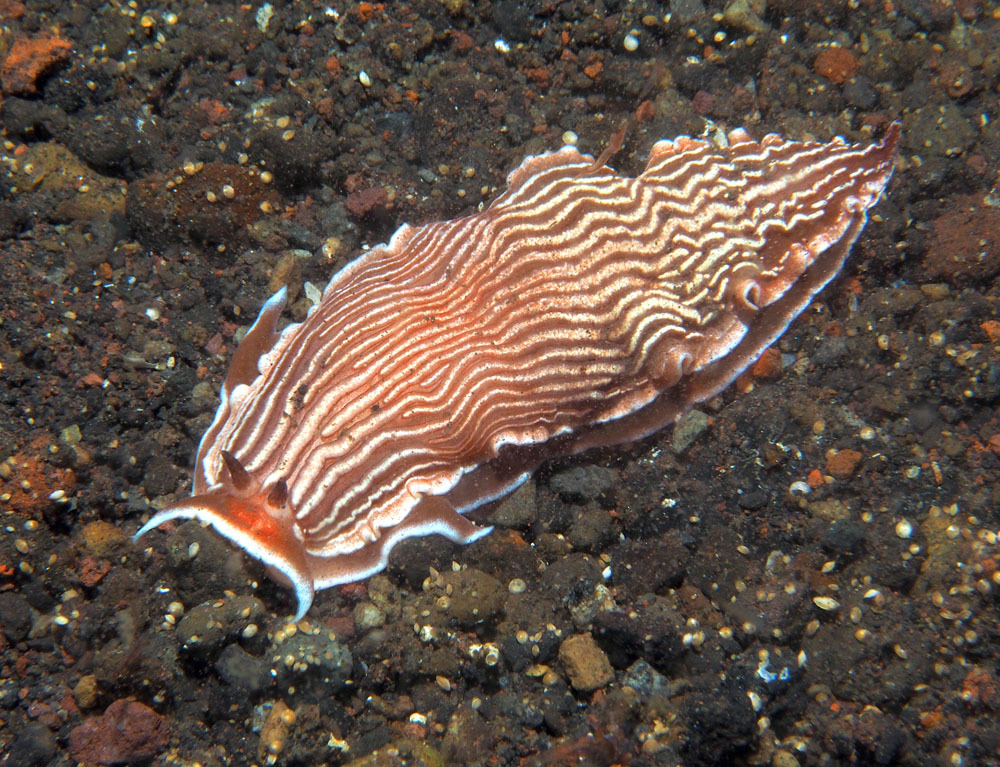 Armina rubida - Tulamben area, Kubu, Karangasem Regency, Bali, Indonesia