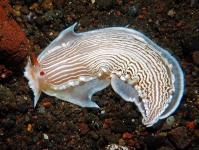 Armina rubida - Tulamben area, Kubu, Karangasem Regency, Bali, Indonesia