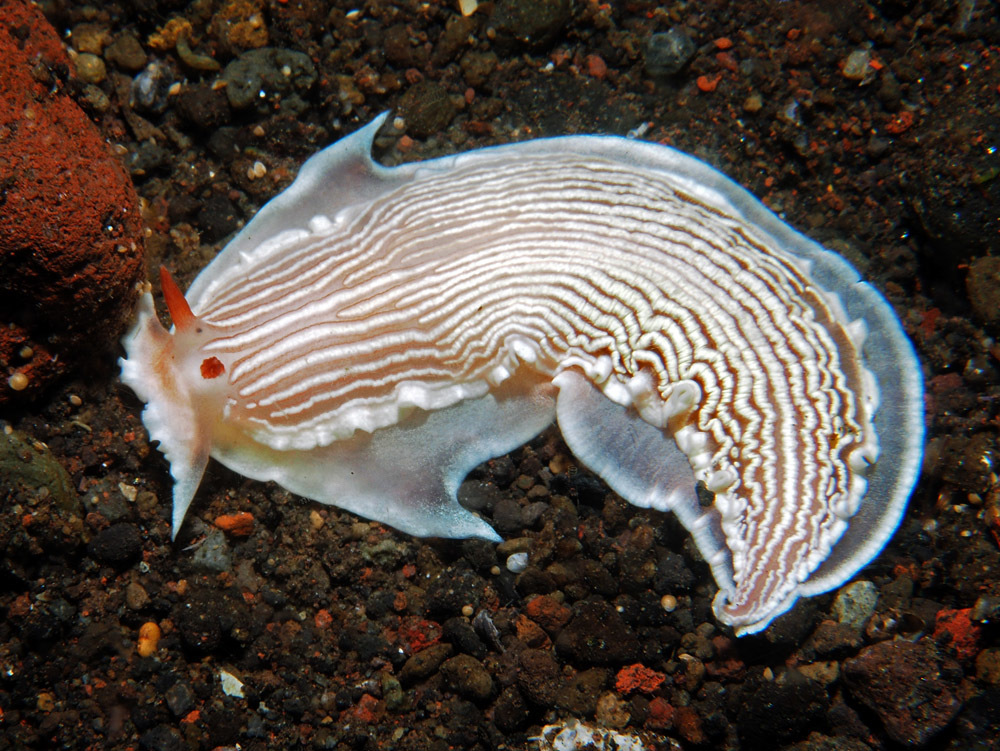 Armina rubida - Tulamben area, Kubu, Karangasem Regency, Bali, Indonesia